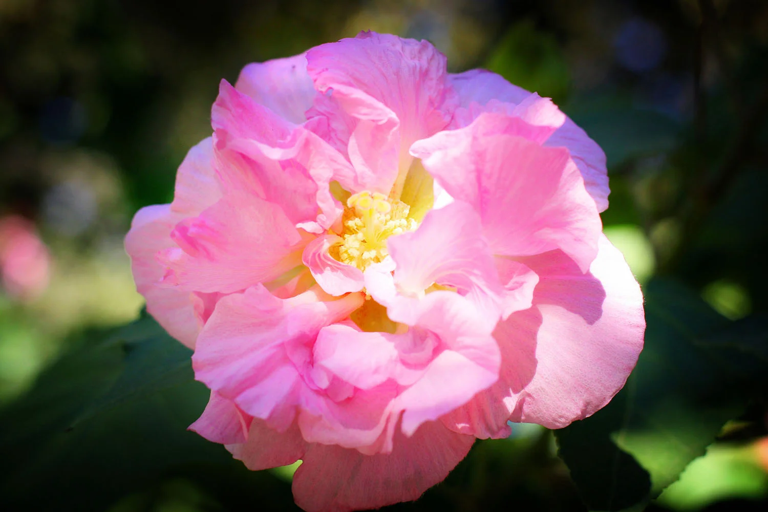 Flower.jpg