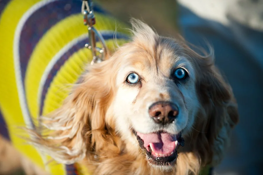 Austin_Travel_Writer_Photographer_Zilker_Kite_Festival_14.jpg