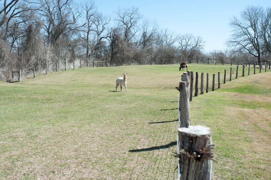 Austin_Travel_Writer_Photographer_Hyatt_Lost_Pines_39.jpg