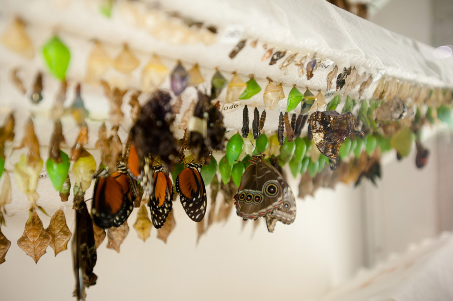 Austin_Travel_Writer_Photographer_butterflies000.jpg