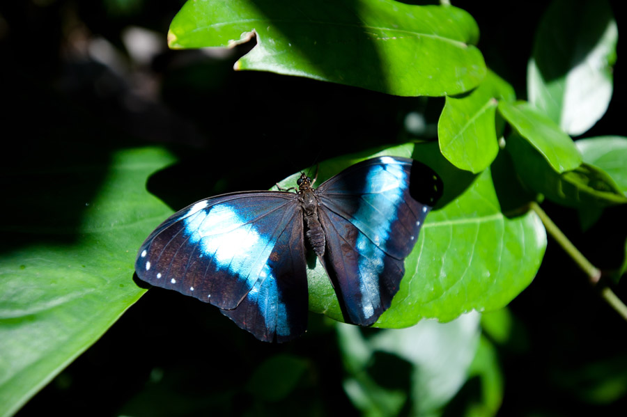 Austin_Travel_Writer_Photographer_butterflies007.jpg