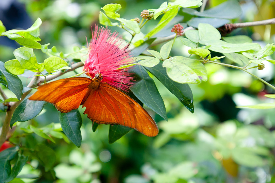 Austin_Travel_Writer_Photographer_butterflies008.jpg