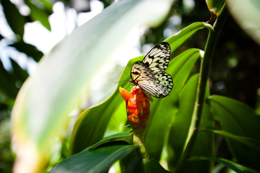 Austin_Travel_Writer_Photographer_butterflies013.jpg