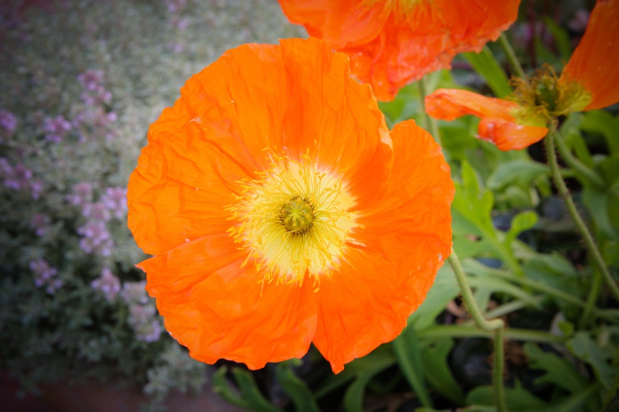 Austin_Travel_Writer_Photographer_California_Road_Trip045.jpg