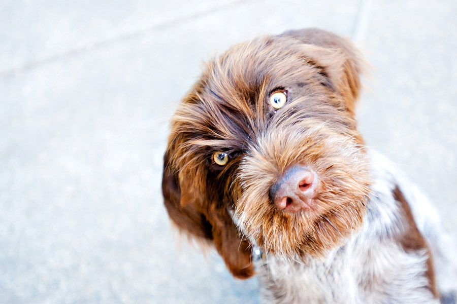 Austin_Travel_Writer_Photographer_Dogs000.jpg