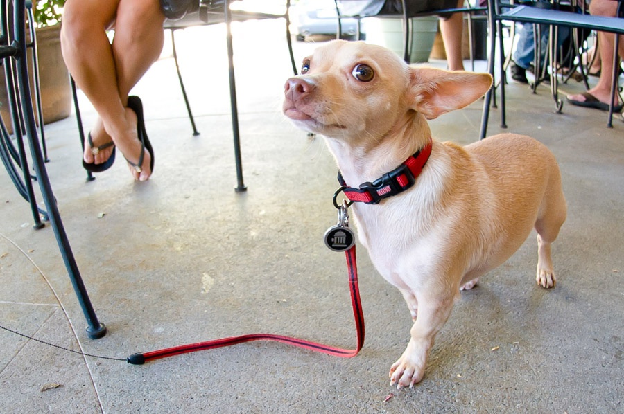 Austin_Travel_Writer_Photographer_Dogs007.jpg