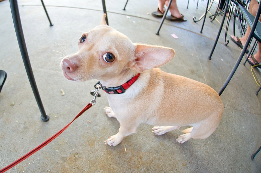 Austin_Travel_Writer_Photographer_Dogs009.jpg