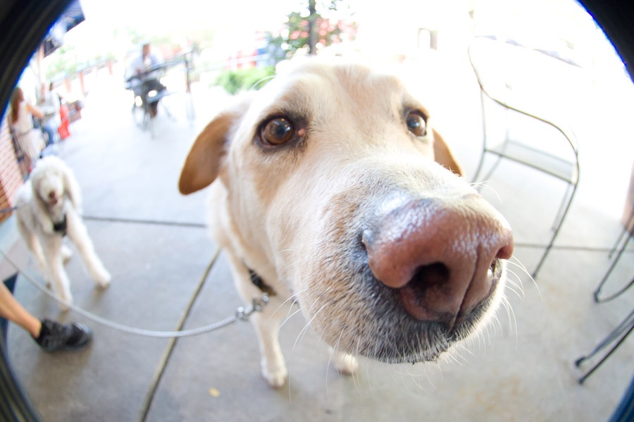 Austin_Travel_Writer_Photographer_Dogs012.jpg