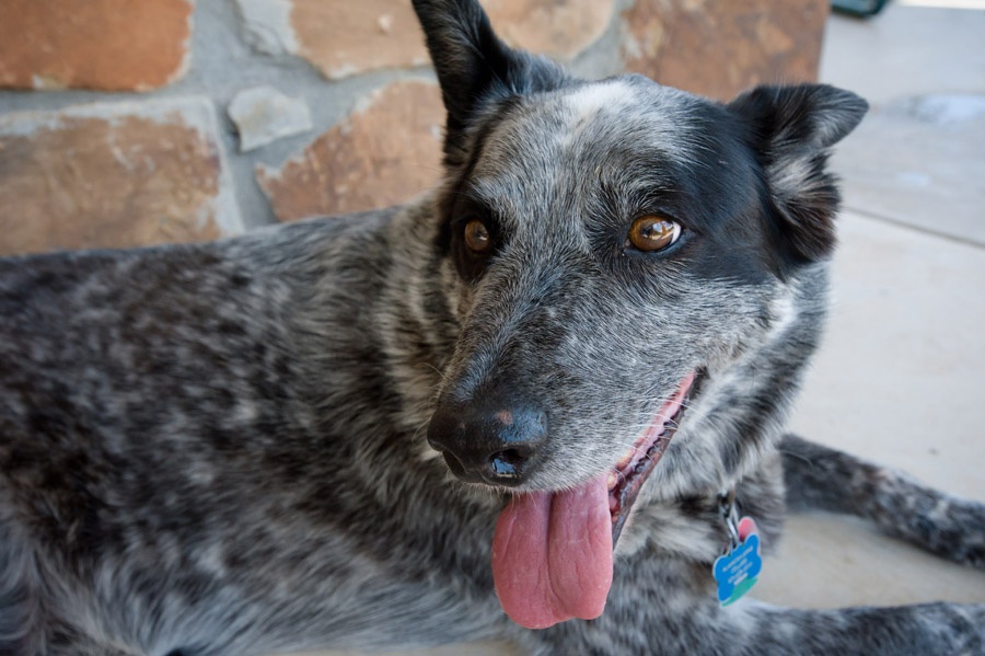 Austin_Travel_Writer_Photographer_Dogs016.jpg