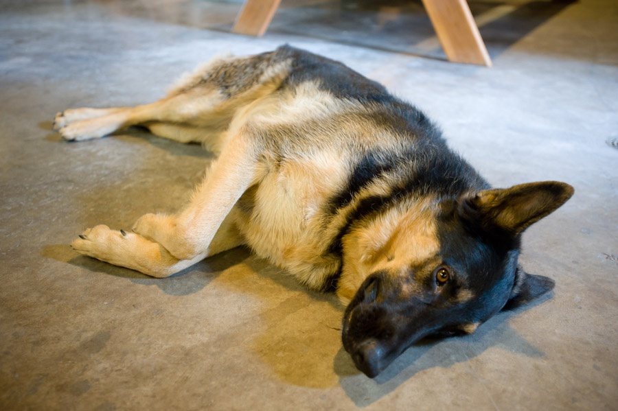 Austin_Travel_Writer_Photographer_Dogs017.jpg