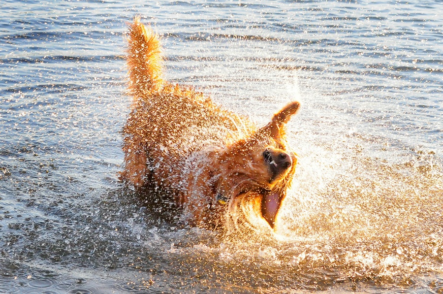 Austin_Travel_Writer_Photographer_Dogs021.jpg