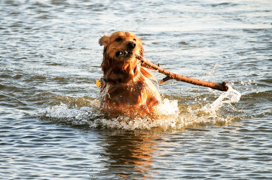 Austin_Travel_Writer_Photographer_Dogs023.jpg