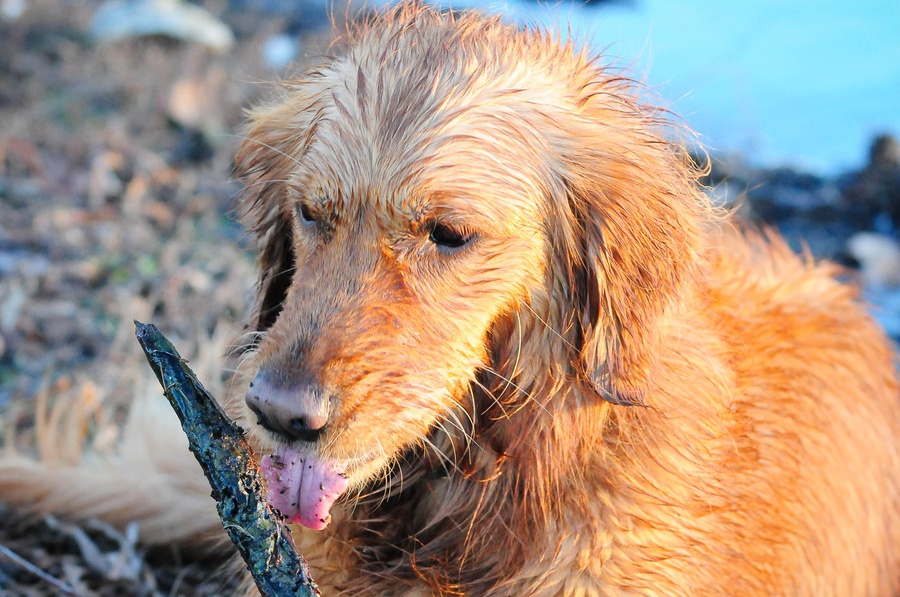 Austin_Travel_Writer_Photographer_Dogs024.jpg