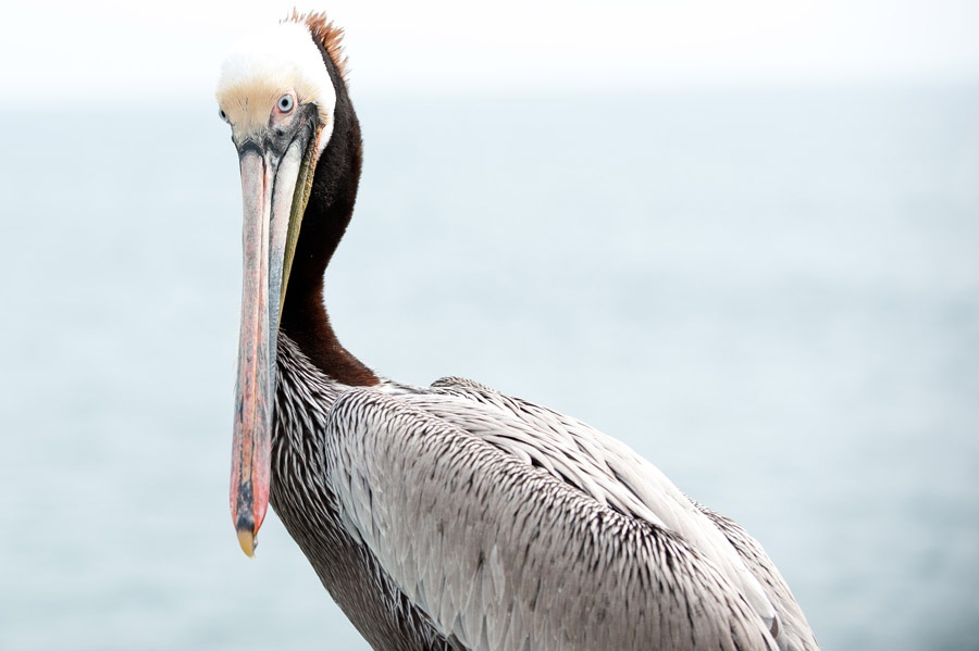 Austin_Travel_Writer_Photographer_Huntington_Beach019.jpg