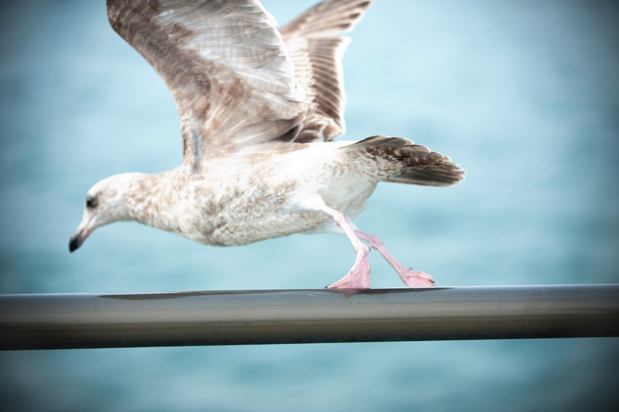 Austin_Travel_Writer_Photographer_Huntington_Beach021.jpg