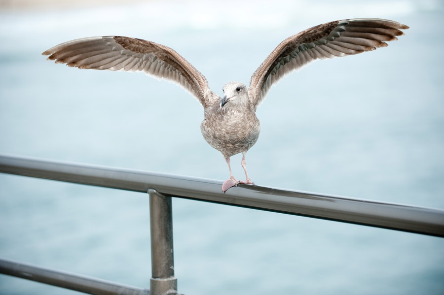 Austin_Travel_Writer_Photographer_Huntington_Beach024.jpg
