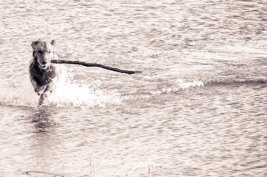 Austin_Travel_Writer_Photographer_Therapy_Dog005.jpg