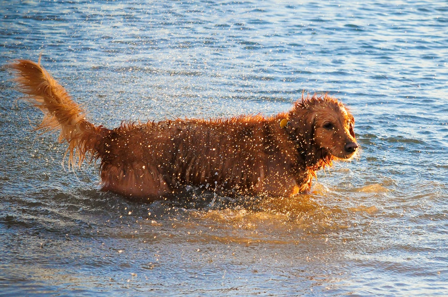 Austin_Travel_Writer_Photographer_Therapy_Dog012.jpg