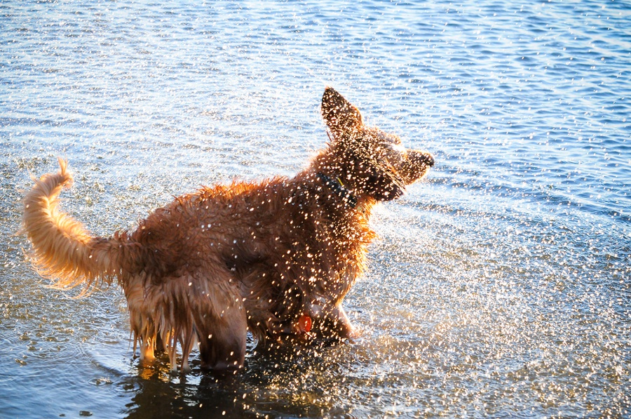 Austin_Travel_Writer_Photographer_Therapy_Dog014.jpg
