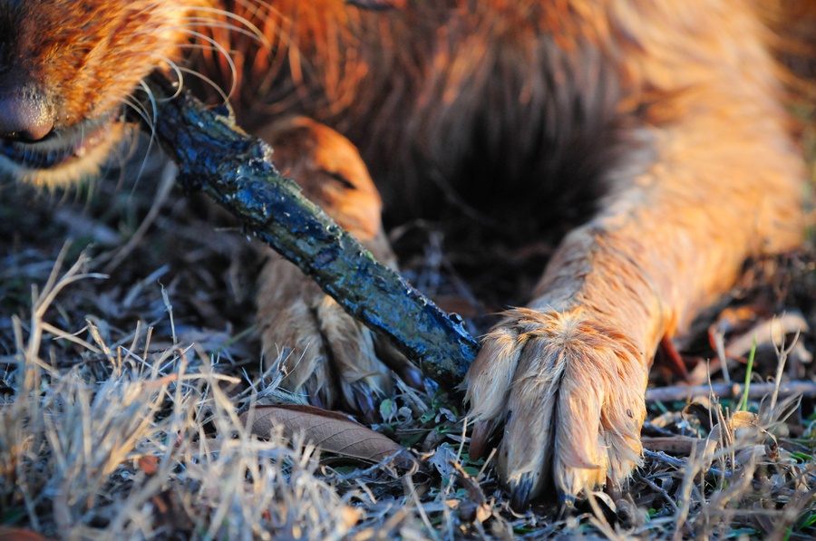 Austin_Travel_Writer_Photographer_Therapy_Dog019.jpg