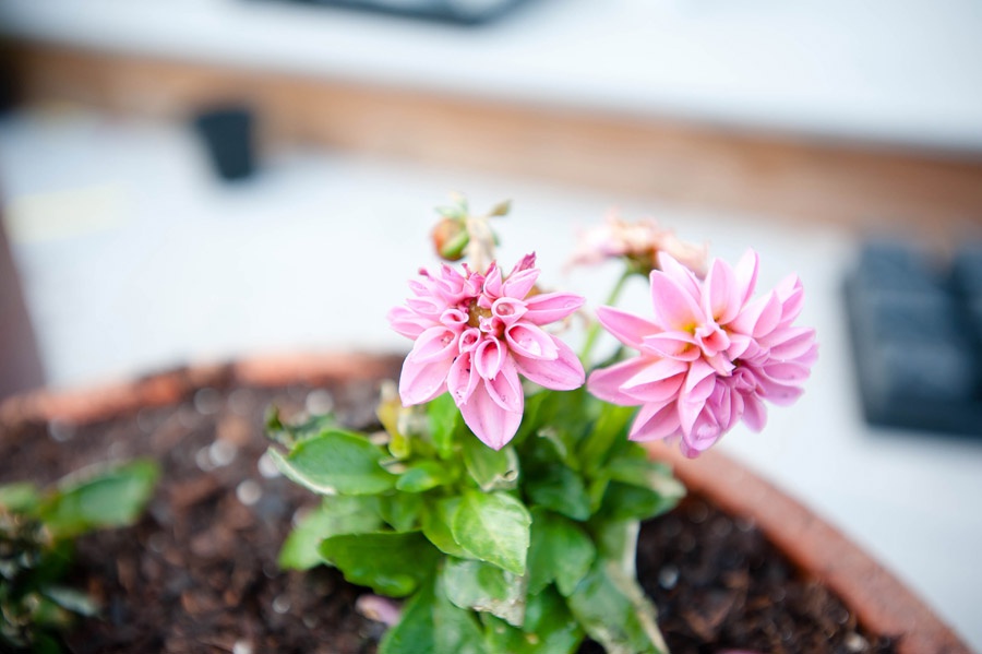 Austin_Travel_Writer_Photographer_Gardening008.jpg