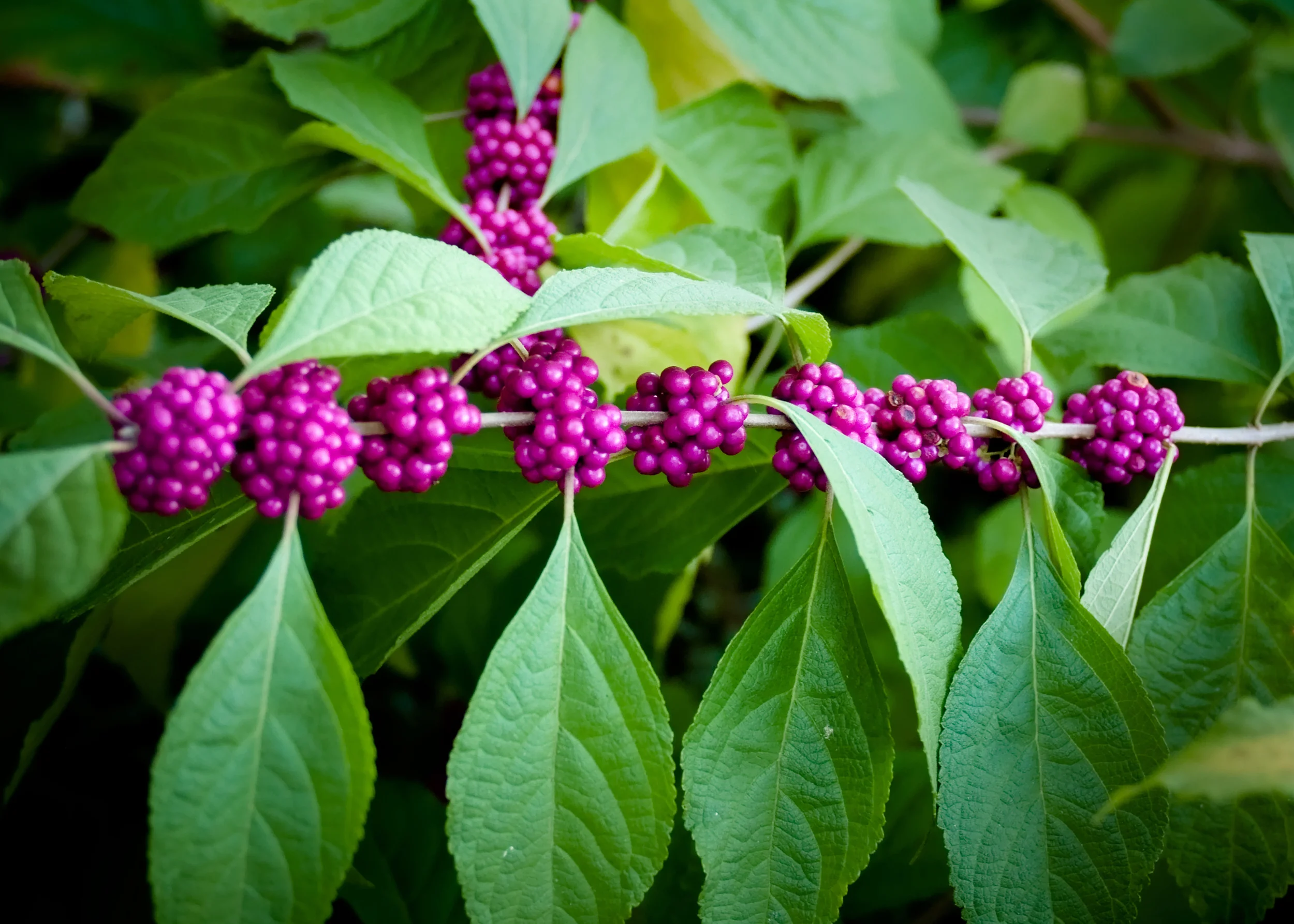 berries 2 5x7.jpg