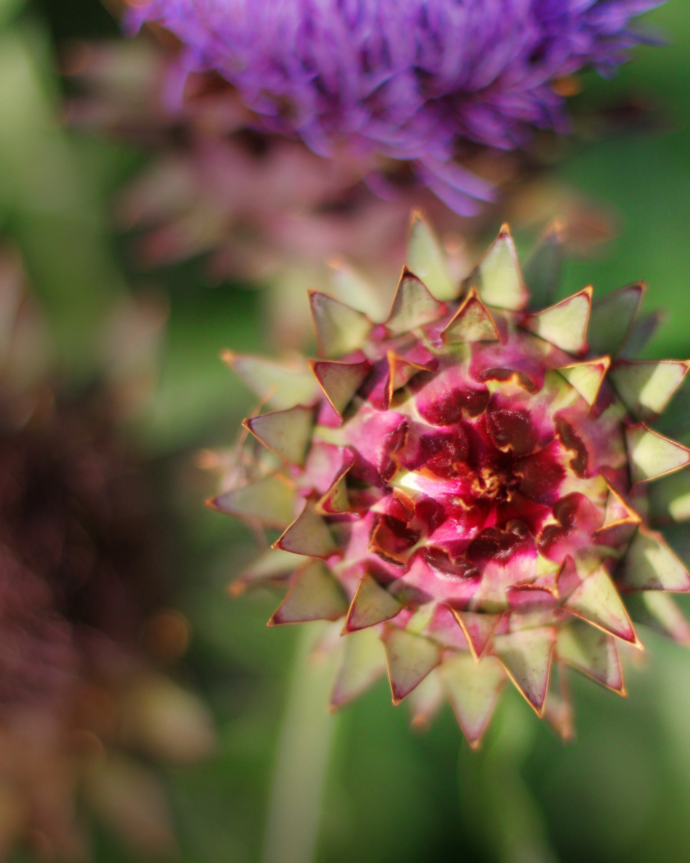 Flower8x10.jpg