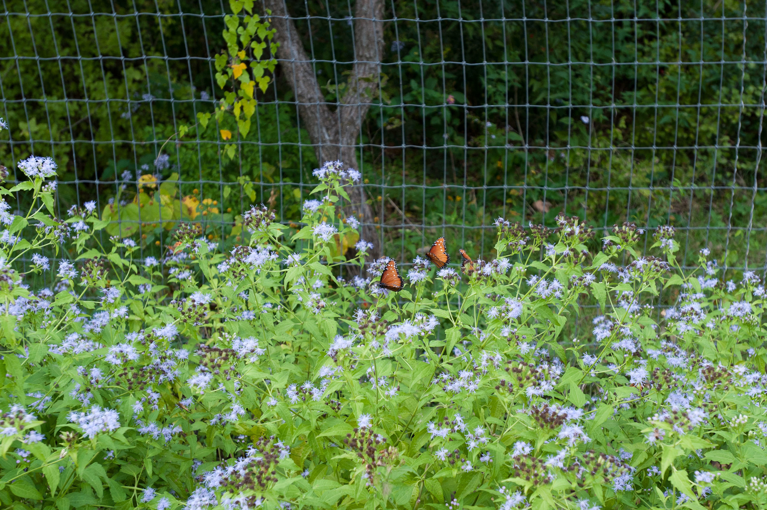 DSC_4167.jpg