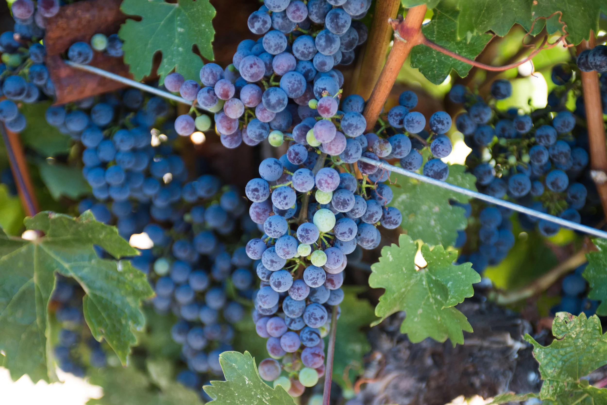 Sonoma | San Francisco