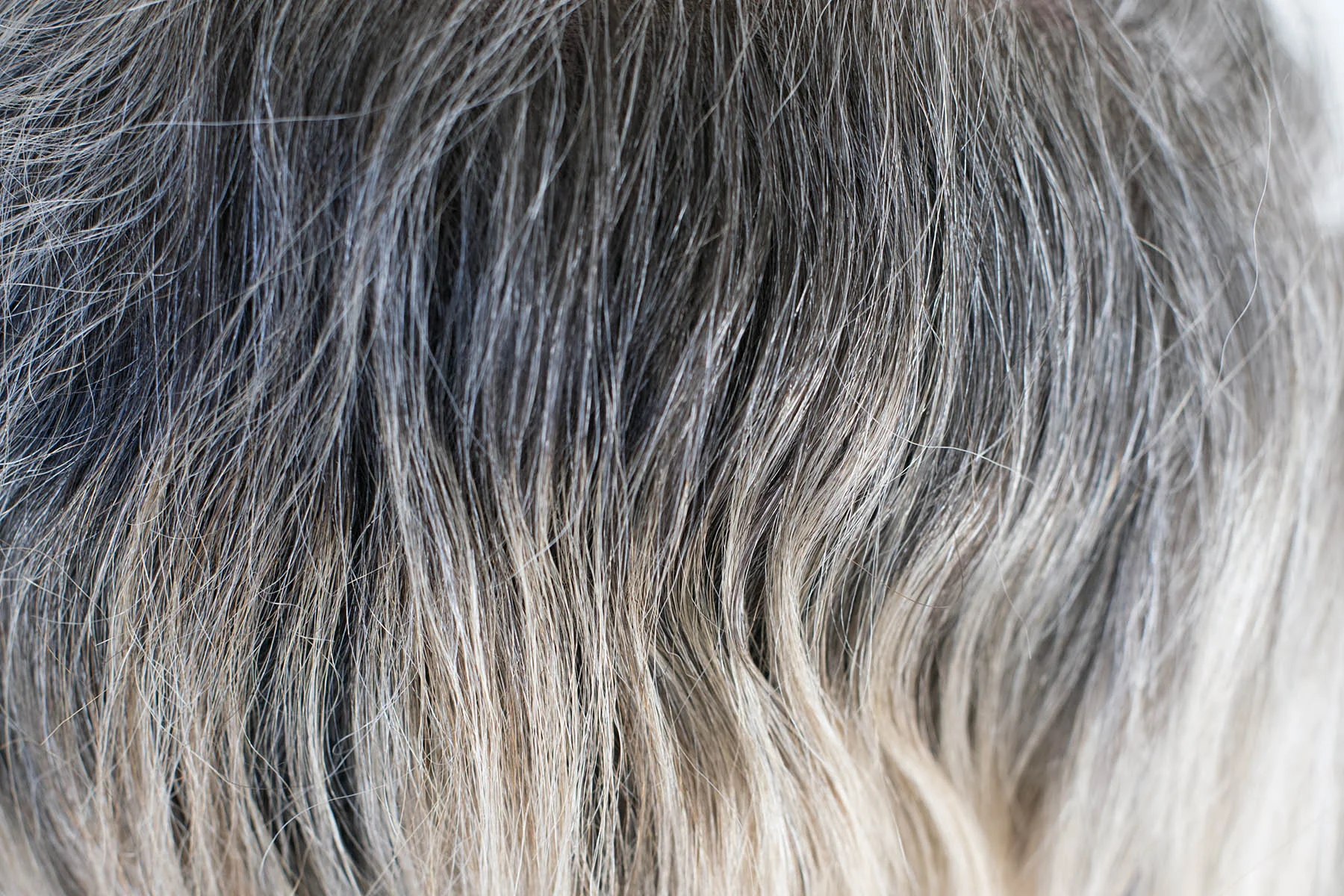 Blonde is [not]  the new gray