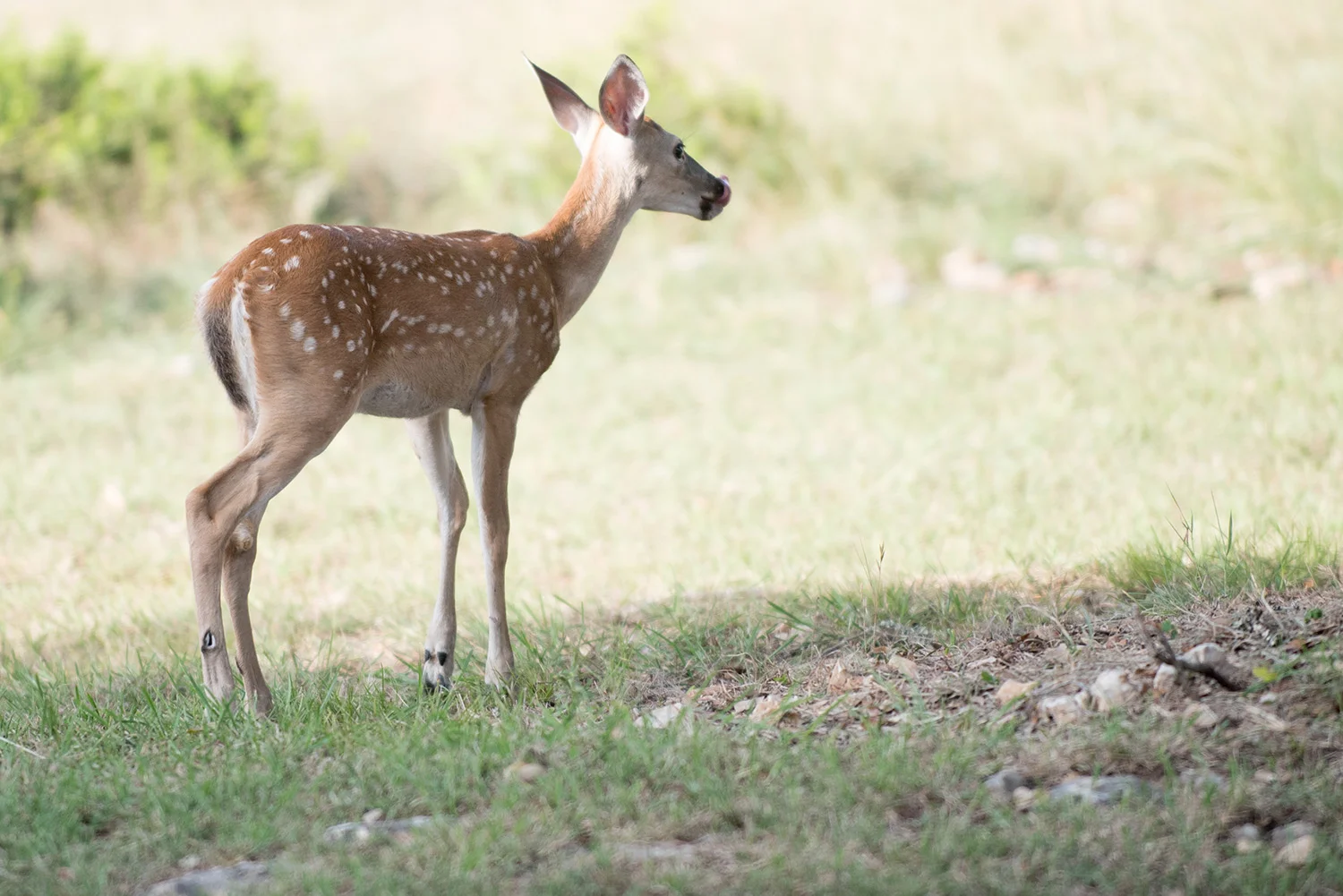 DSC_0439.jpg