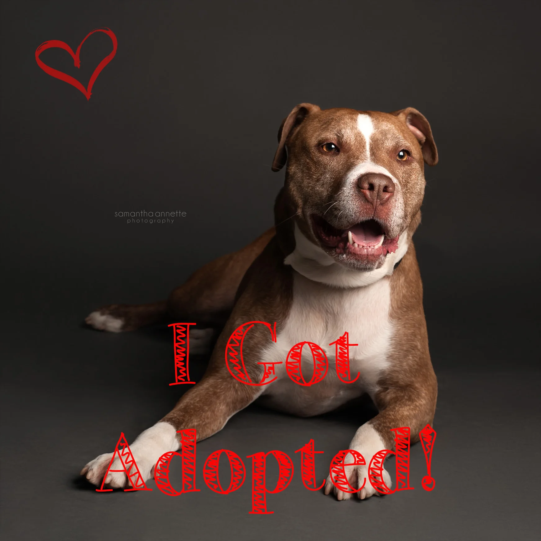 Tacoma got adopted.jpg