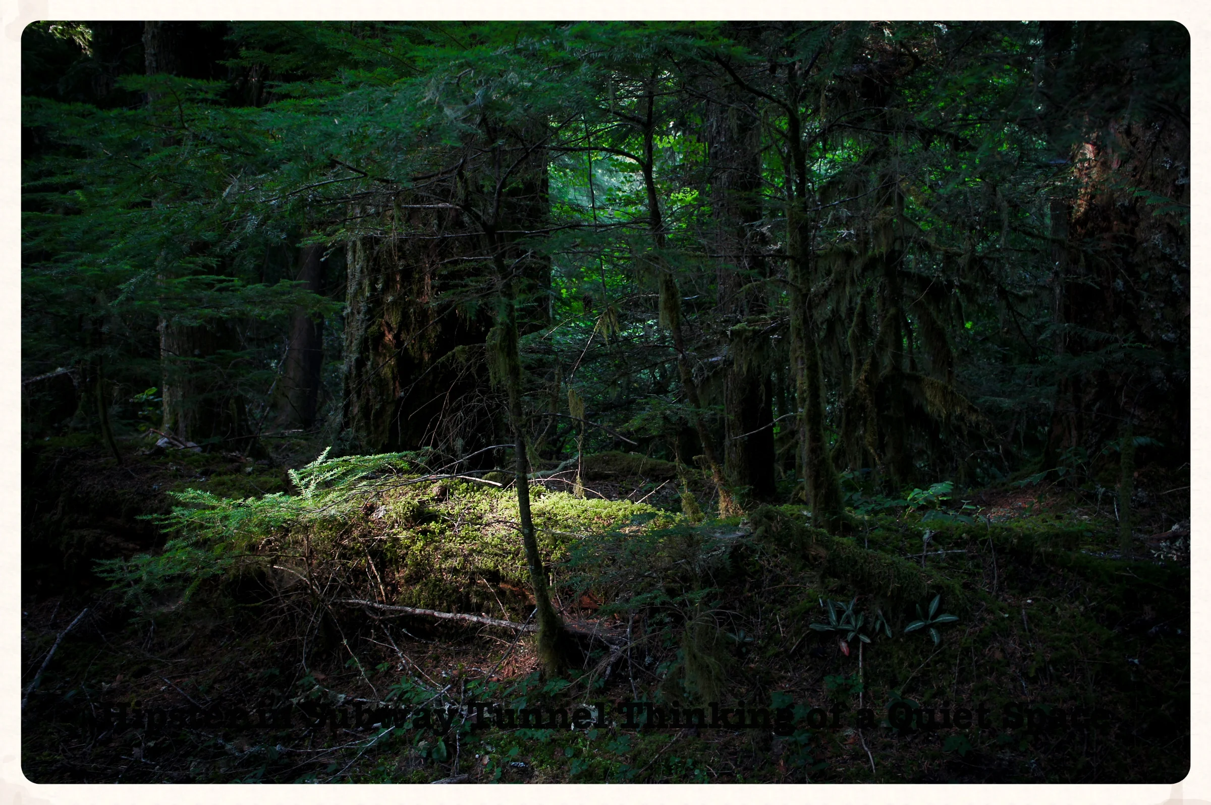 Photograph from my time exploring the forest...