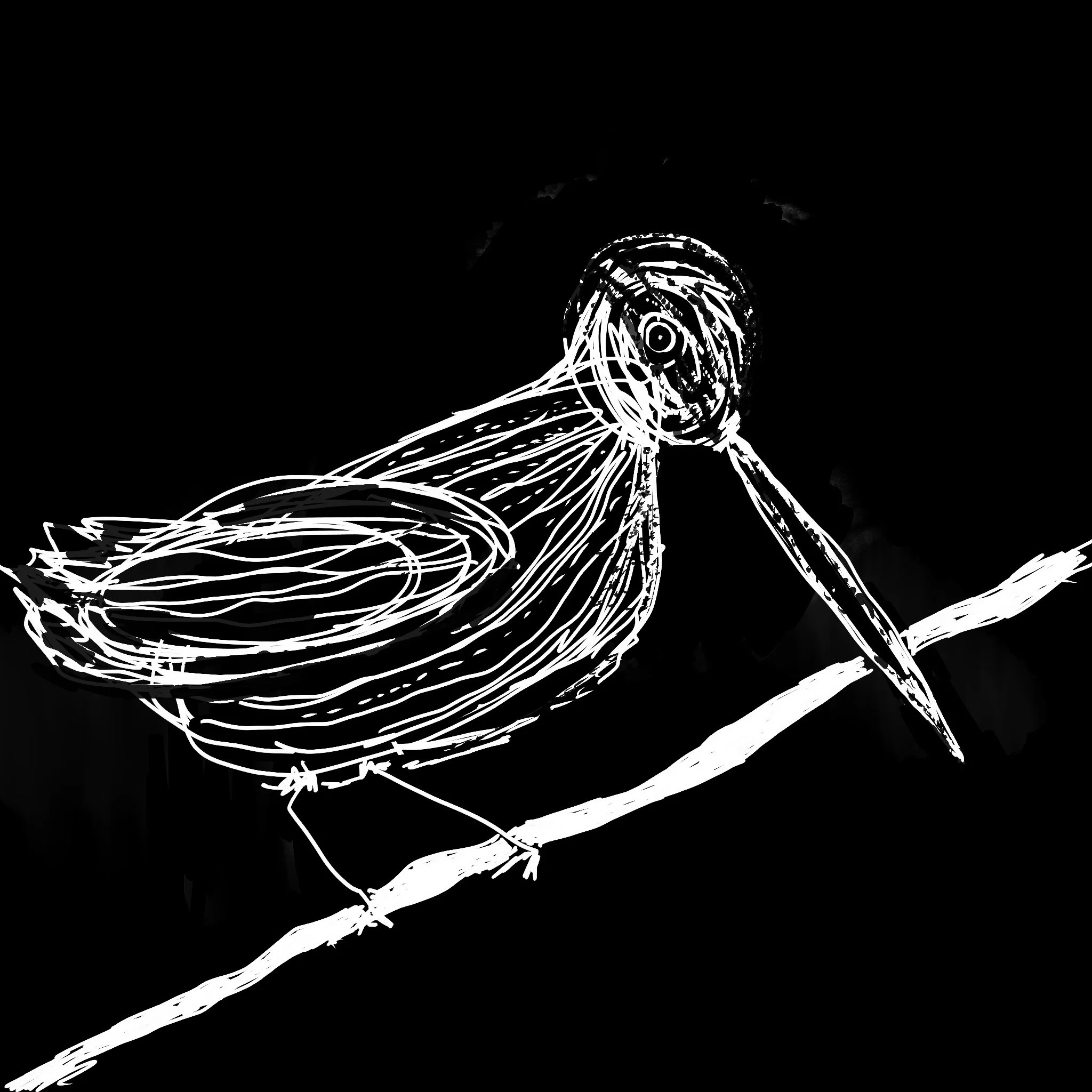Wilson snipe_whole.jpg