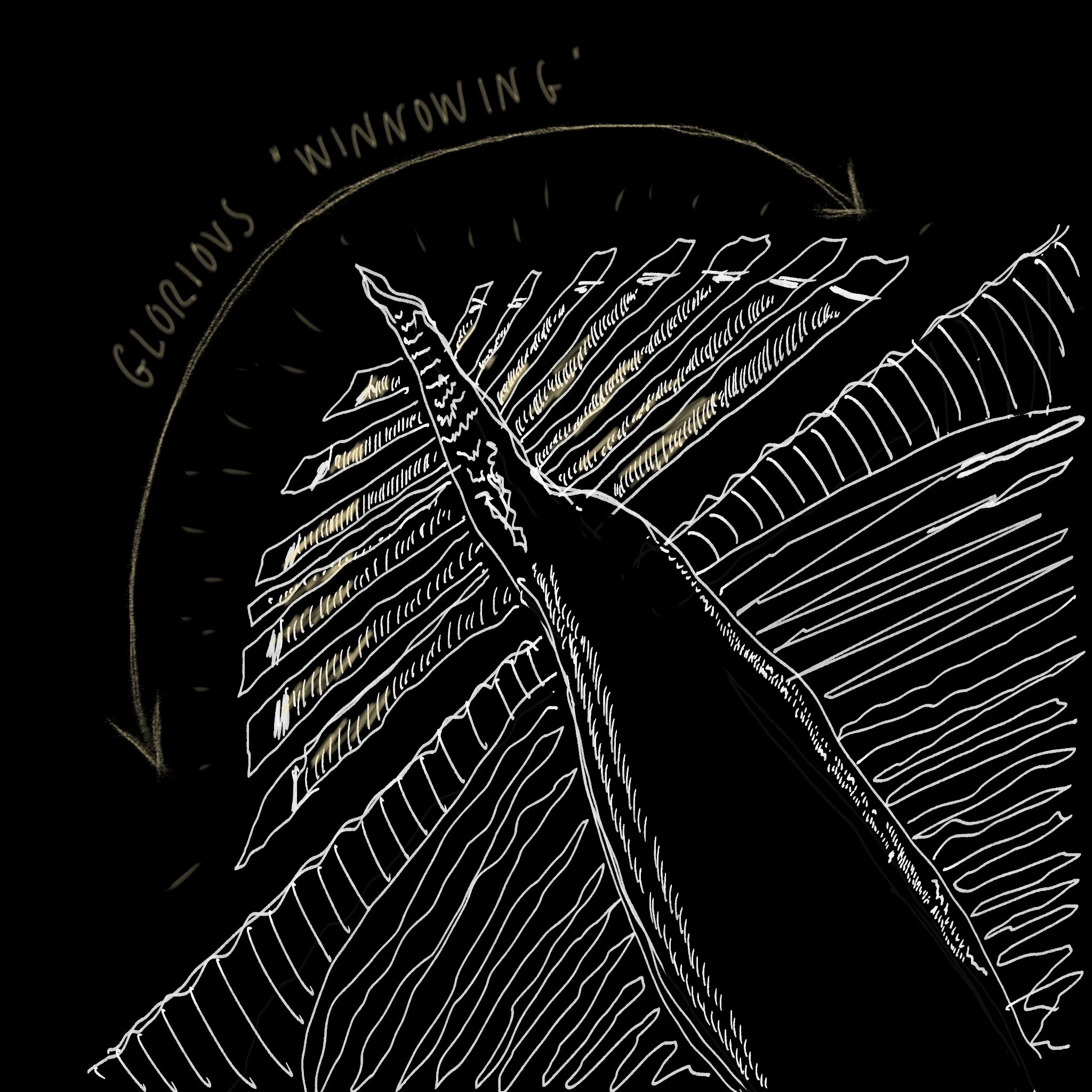 Wilson snipe_winnowing.jpg