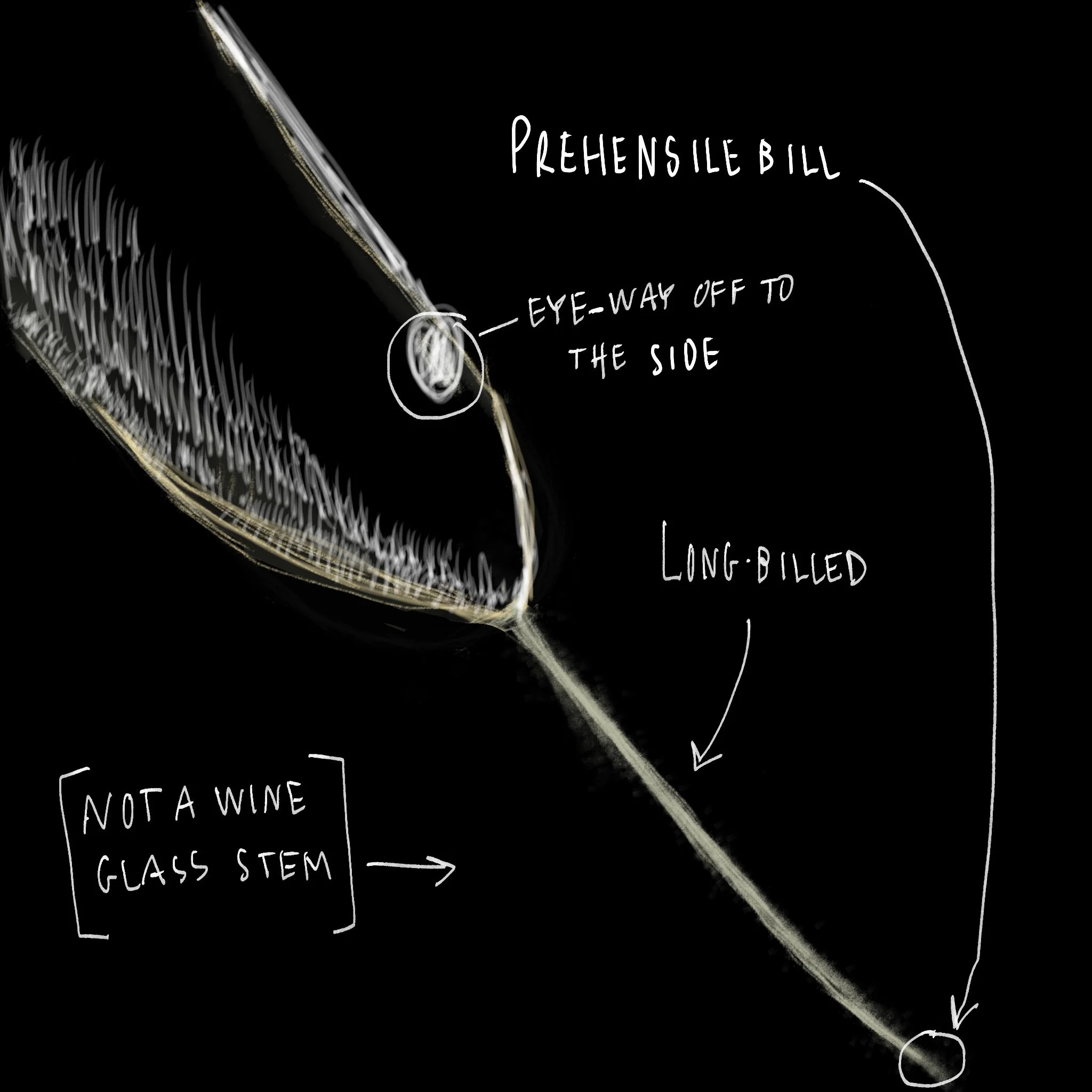 Wilson snipe bill.jpg