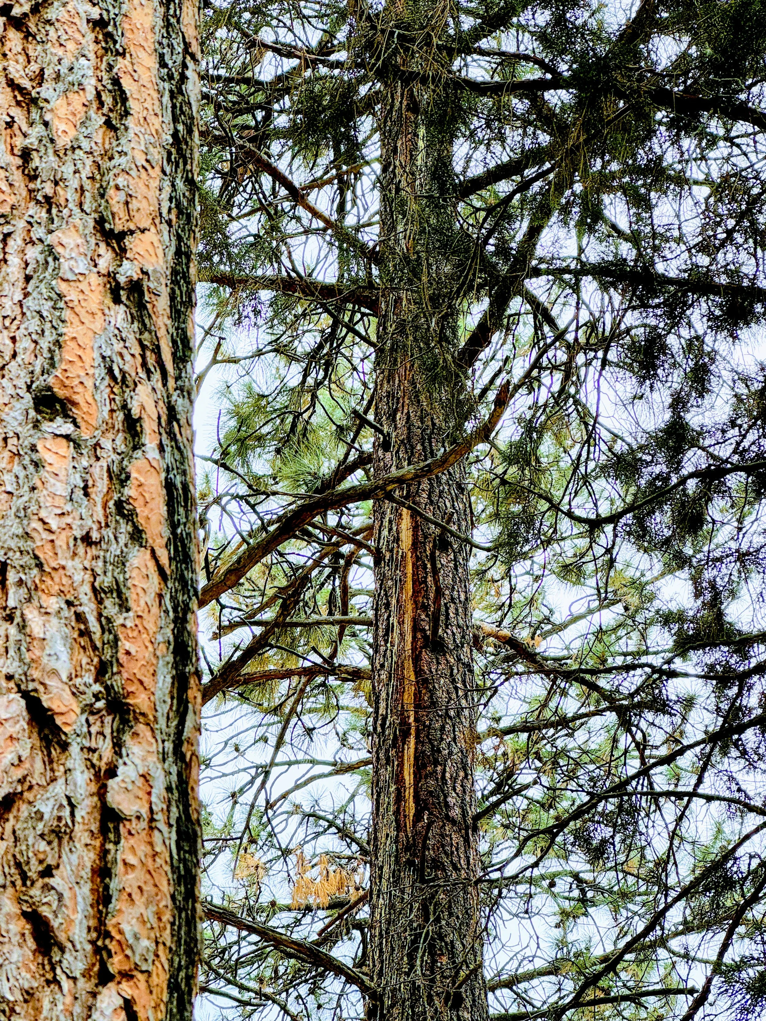 lightning tree 2.jpg
