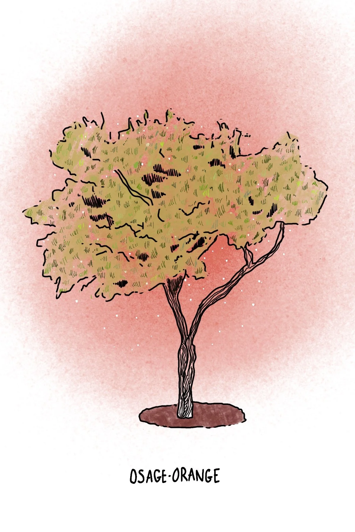 Osage_Orange.jpg