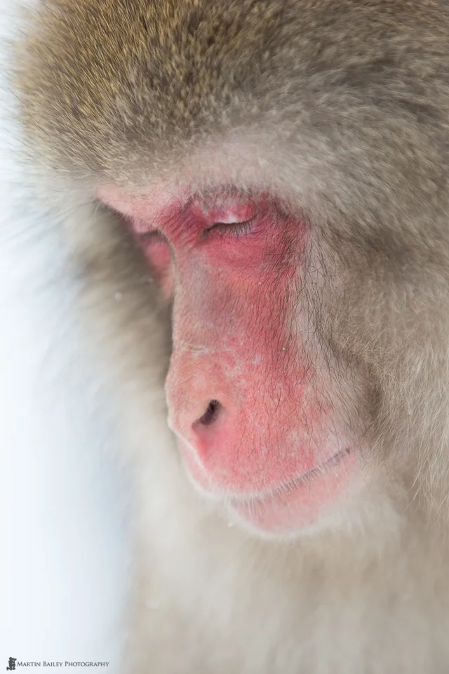 Snow monkey deep in thought