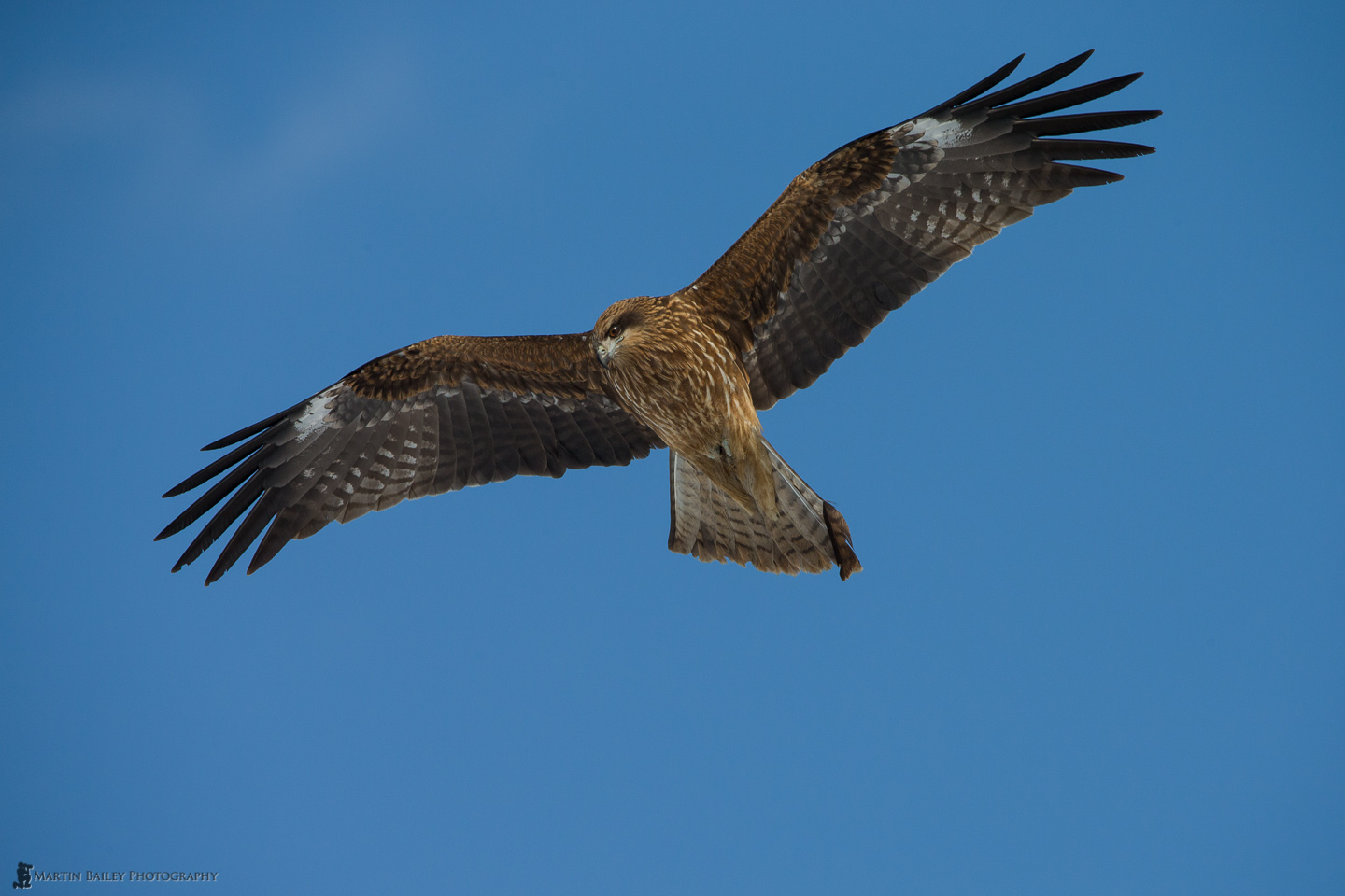 Black Kite soaring