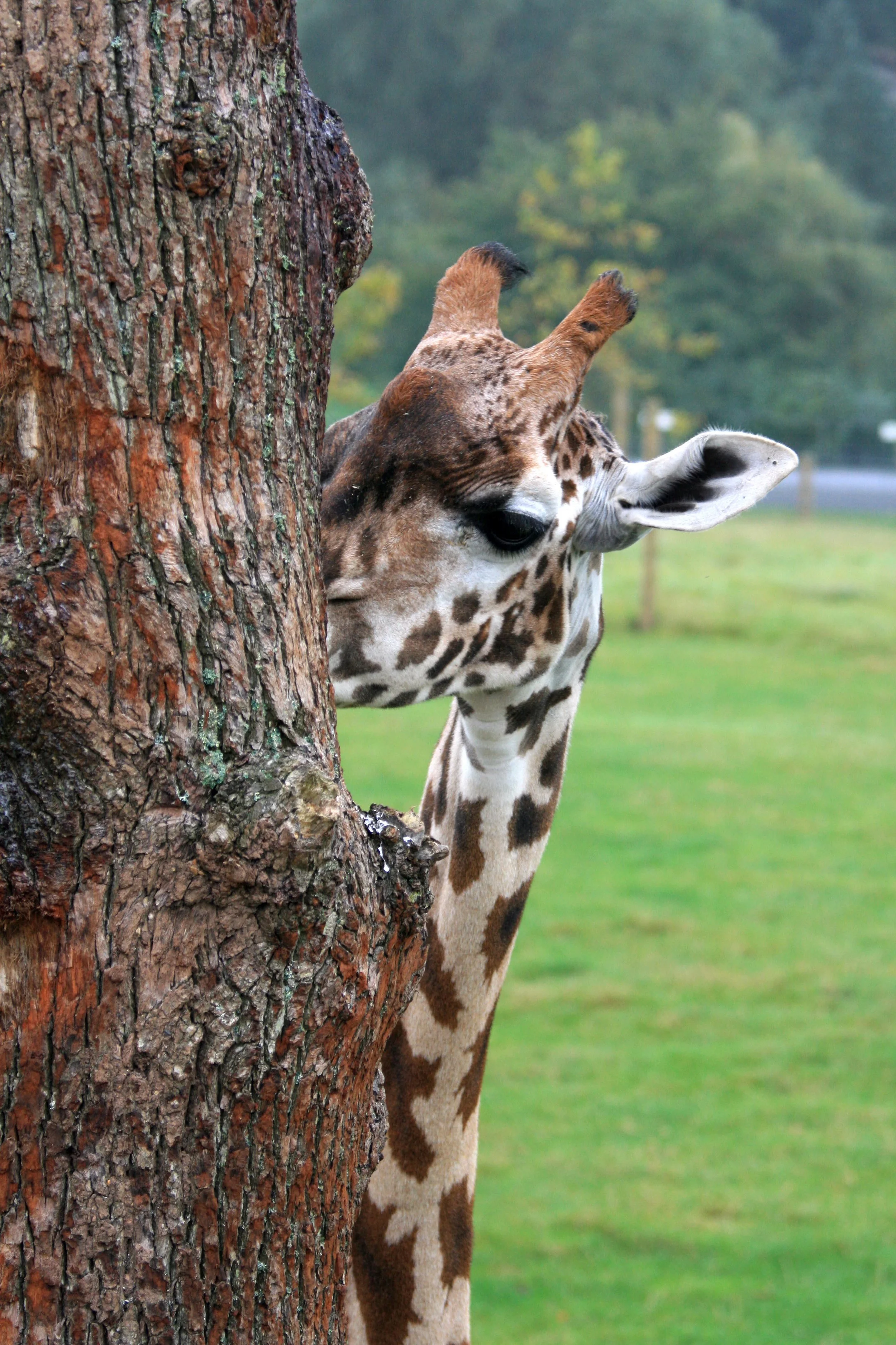 My very first photoblog image, from December 2007