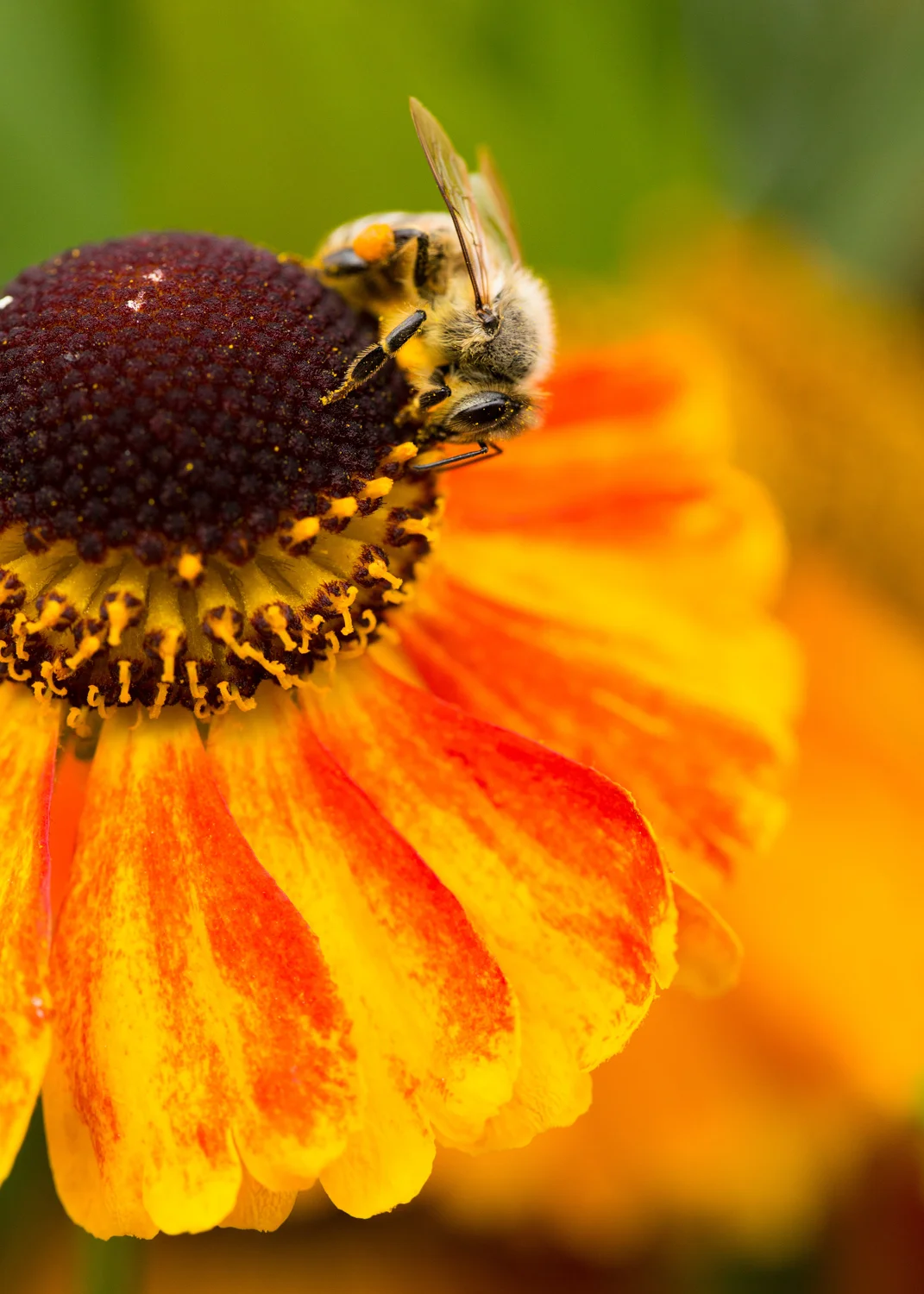 Sipping the nectar