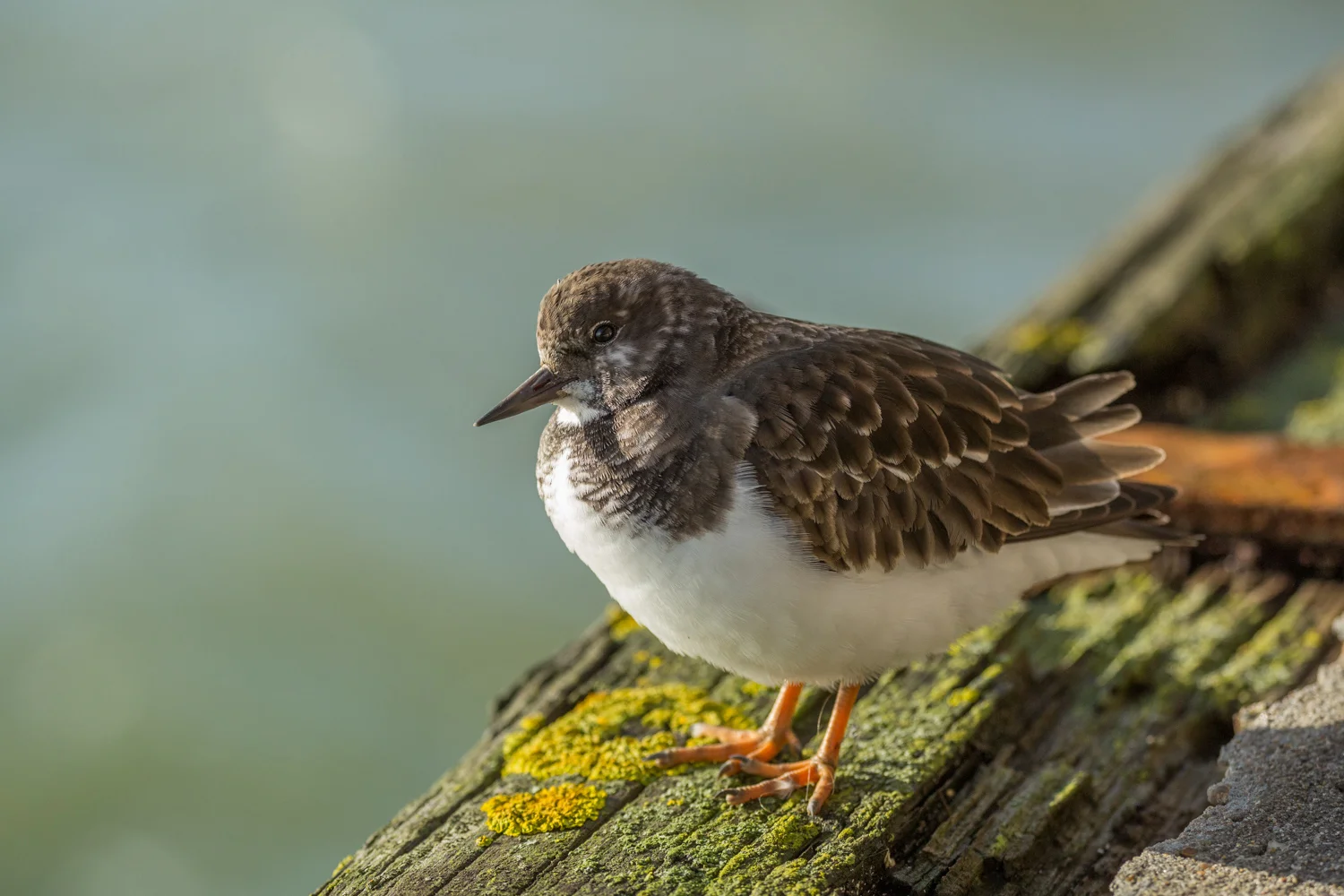 Turnstone