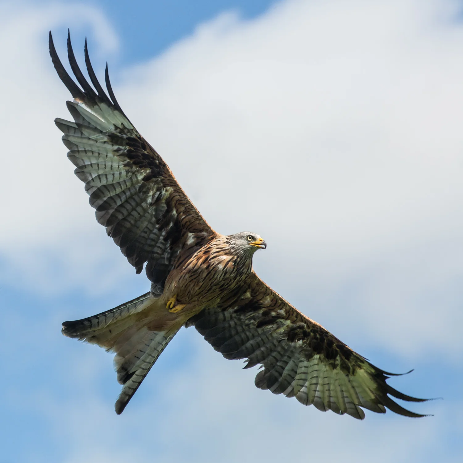 Red Kite