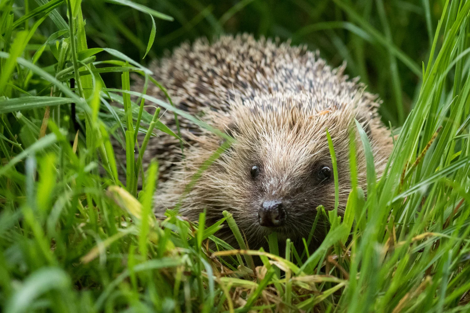 Snuffling through the undergrowth