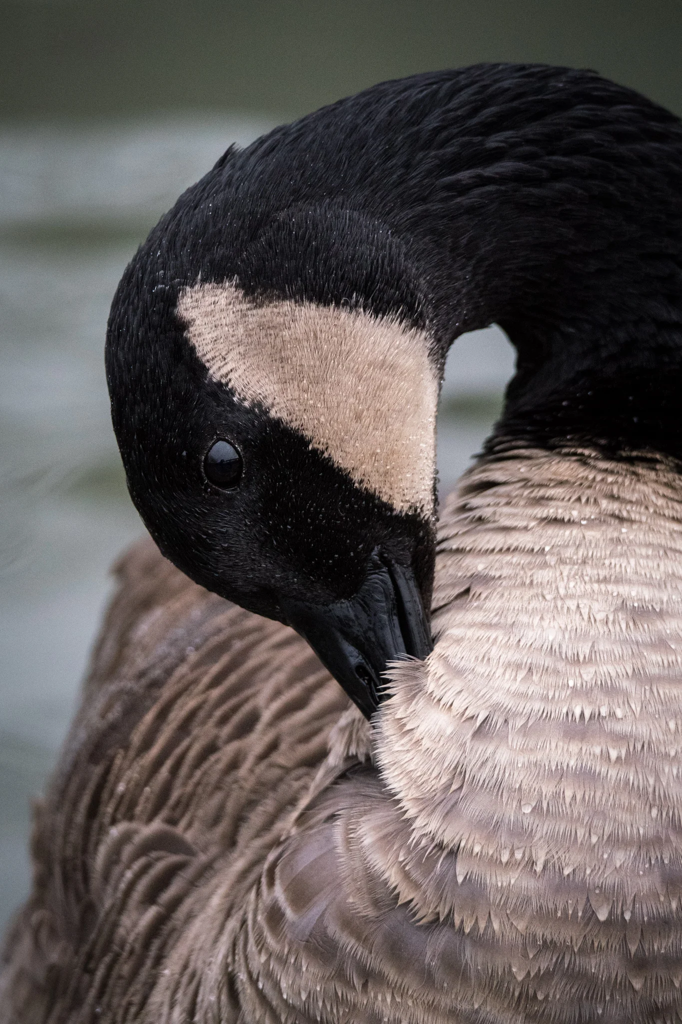 A Canada Goose having a preen