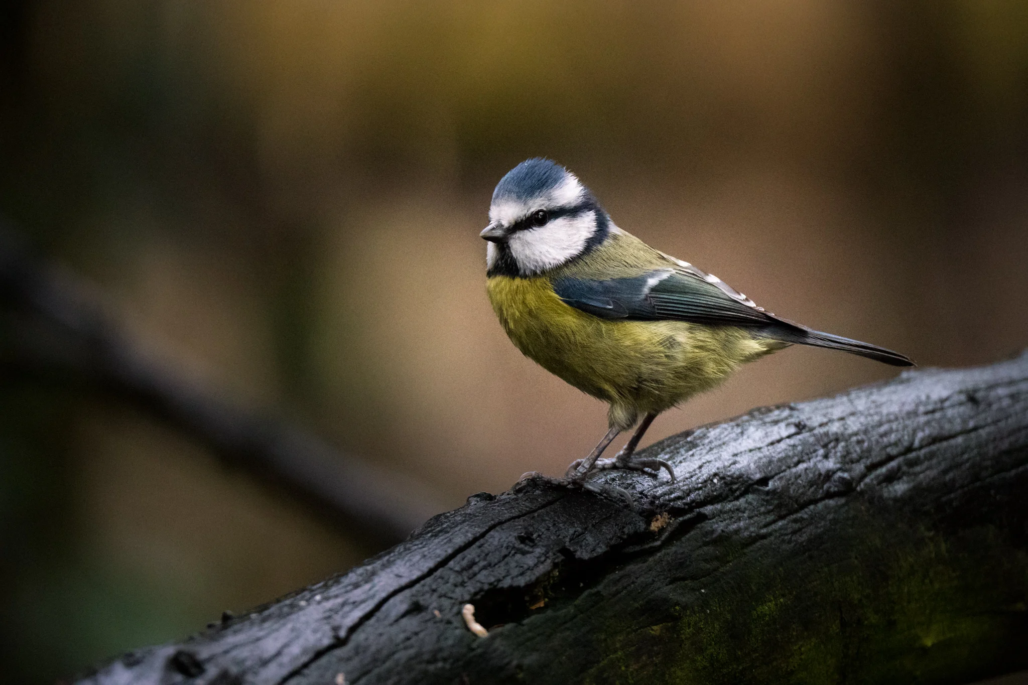 Blue Tit