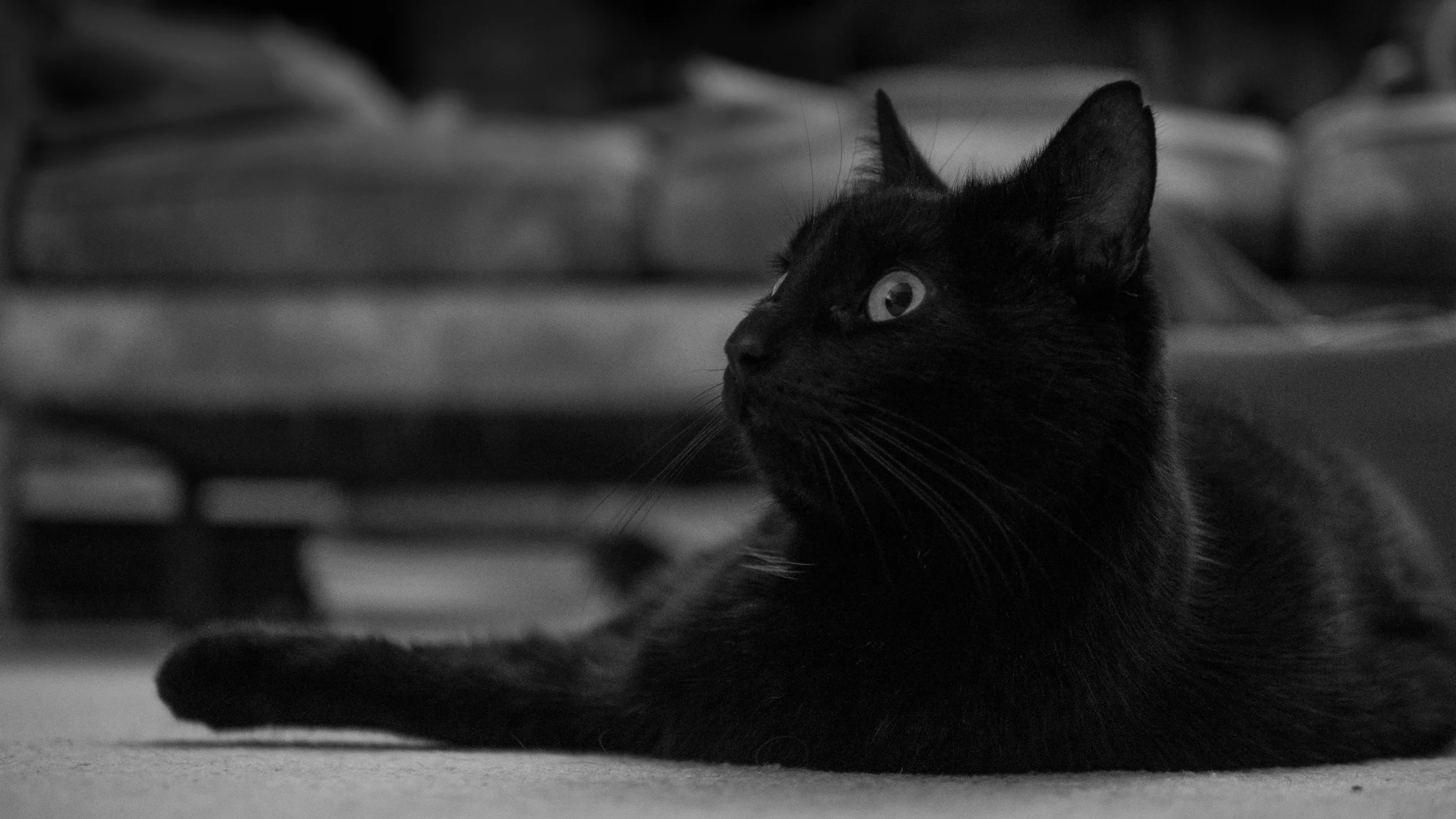 One of my first photos with my new camera - fortunately Lucy was feeling relaxed!