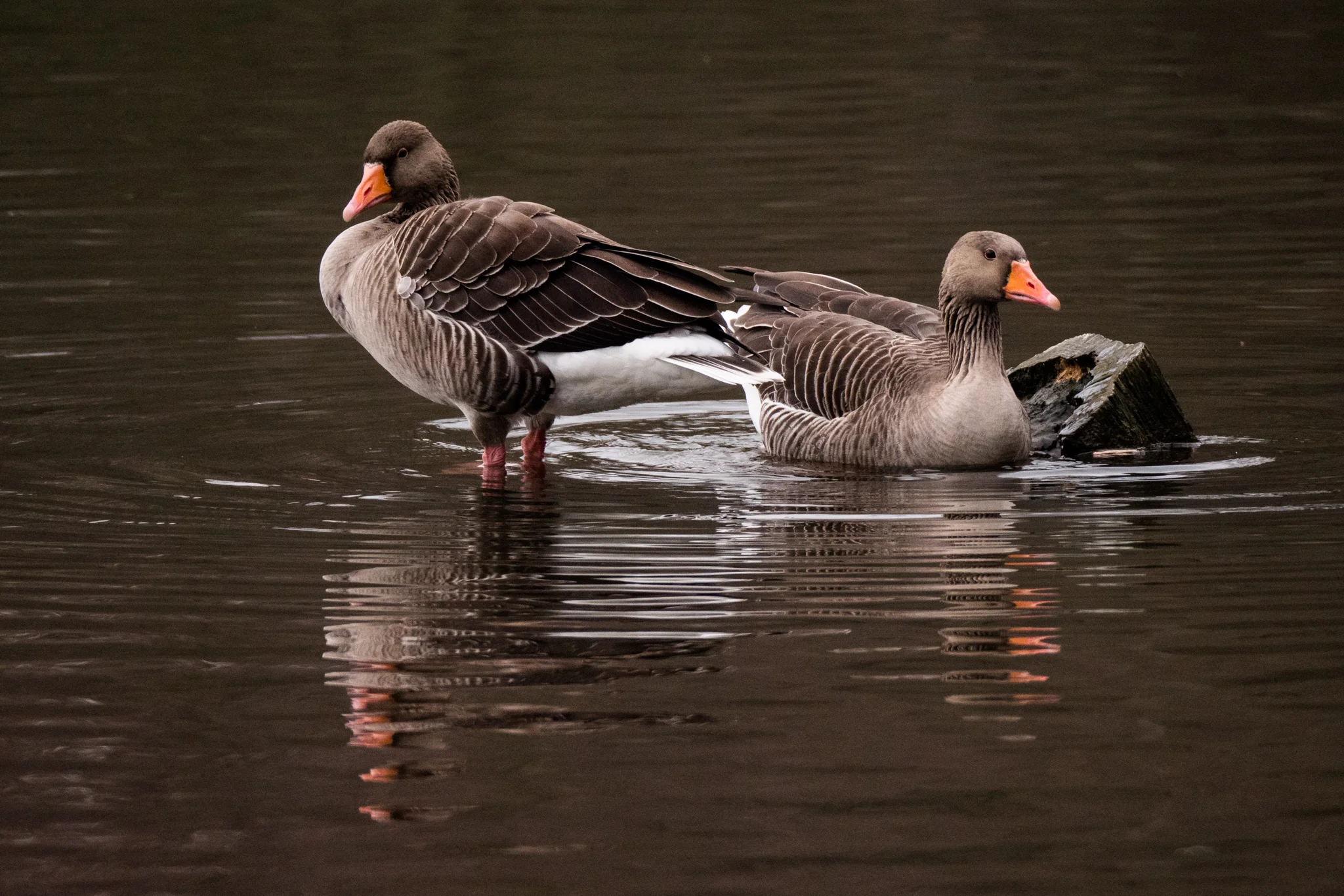 Feathers tidied up, so it's time for a swim
