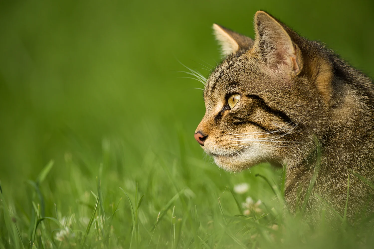 The Scottish Wildcat's Stare